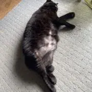 ピチぶーの画像