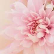 はるはるの画像