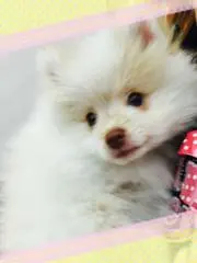 チョコの画像