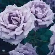 steraの画像