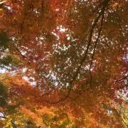 ☆幸運堂☆の画像
