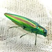 shitroenの画像