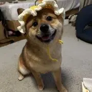 MAC ．の画像