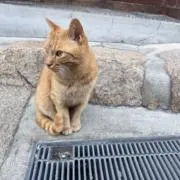 ふうかの画像