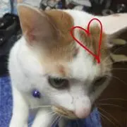玲奈