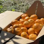 M's farmerの画像