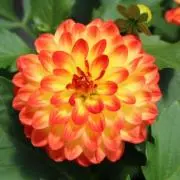 ダリア　プロフ重要の画像