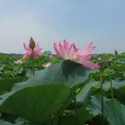 のり