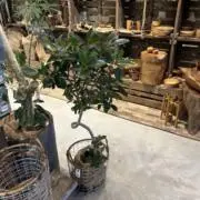 wa.hの画像