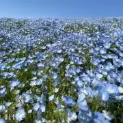 ろば