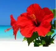 HIBISCUS☆彡の画像