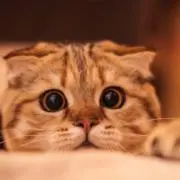あんぱんまん