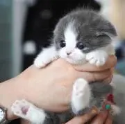 にゃんころめの画像