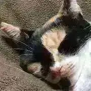 らりるの画像