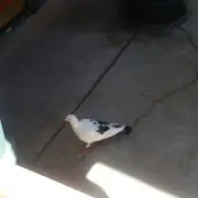 名無しの画像