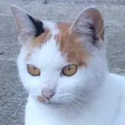黒毛和牛