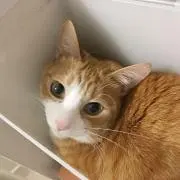 シロボン