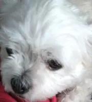 犬にゃんの画像