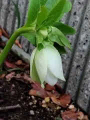 アリスままの画像