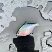 かつまんの画像