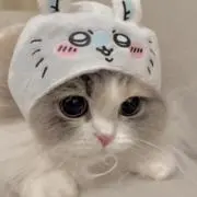 (  ^⸝⸝◜~◝⸝⸝)⊃⌒♥️✩の画像