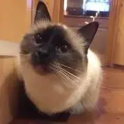 ネオステの画像