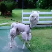 morningの画像
