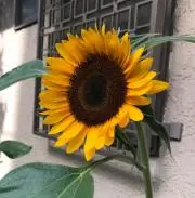 ヤスの画像