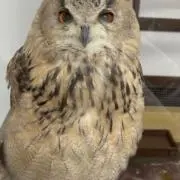 つぶろうの画像