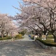 シグモの画像
