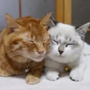 にっしーの画像