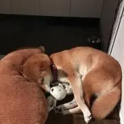 りこりんママ