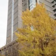 cherieの画像