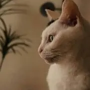 mitu