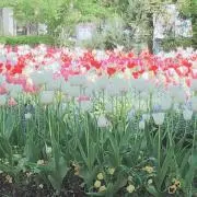 ナナコの画像