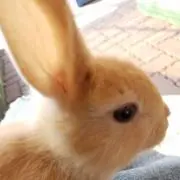 まゆ