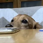 キャラメルの画像