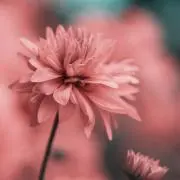 8068