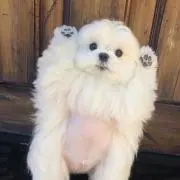 もこちゃん