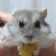 チョビちちの画像