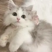 momoの画像
