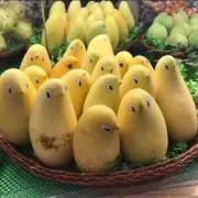 サクラ