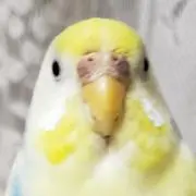 メルメルの画像