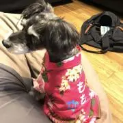 チームサルの画像