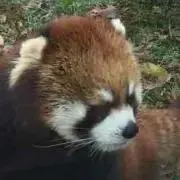 ポンタ