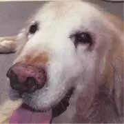 ダメ主婦