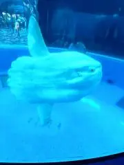 エルの画像