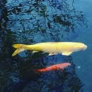 sakuraの画像