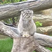 まぬるねこの画像