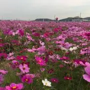 七福神の画像